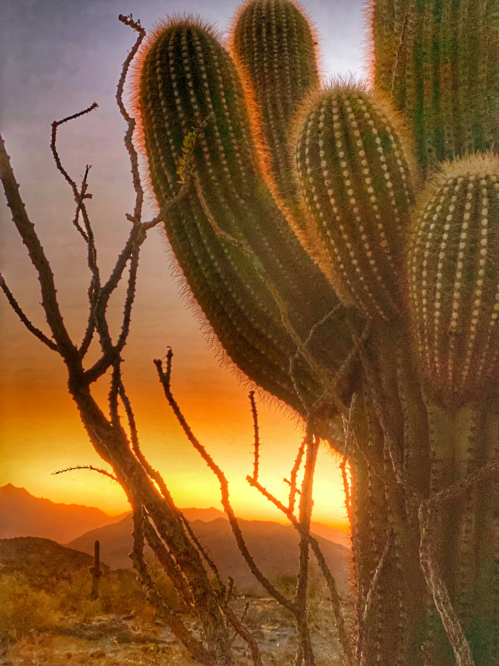 Cacti at sunset on South Mountain in Phoenix, Arizona